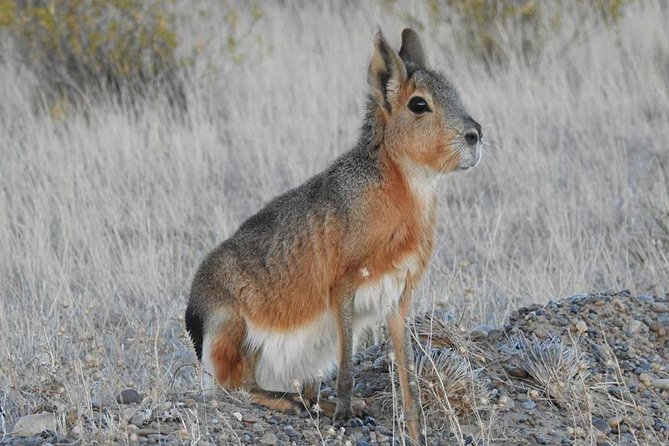 SIB Cruise Shore Excursion Peninsula Valdes - Pto Madryn - Patagonia Argentina - Wildlife Sightings