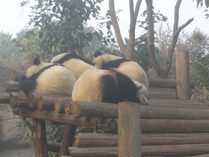 Sichuan: Big Panda Volunteer Day Tour - Behind-the-Scenes at the Panda Base