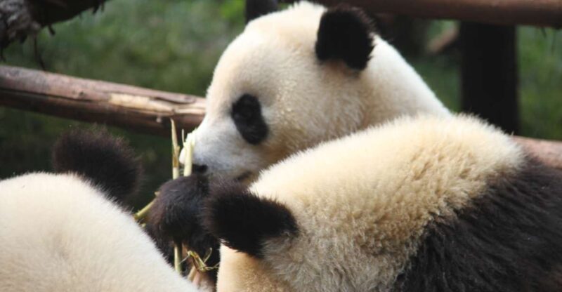 Sichuan: Giant Panda and Leshan Buddha Sall Group Day Tour - Optional Add-Ons