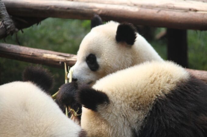 Sichuan: Giant Panda and Leshan Buddha Sall Group Day Tour - Customer Feedback