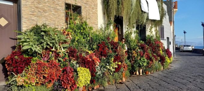 Sicilian Experience With Local Guide , Test Wine and Food - Exploring Local Markets