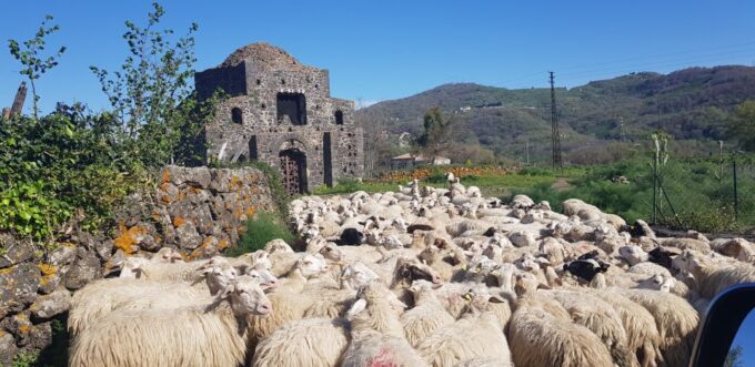 Sicily: Mount Etna 4x4 Jeep Tour With Lava Caves & Forests - Pickup and Cancellation