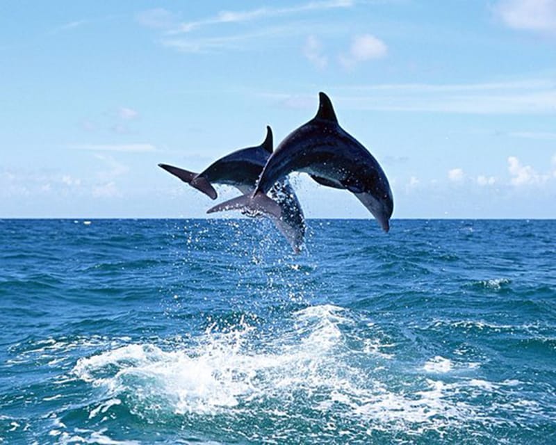 Side: Dolphin Island Boat Tour With Lunch And Soft Drinks - Key Points
