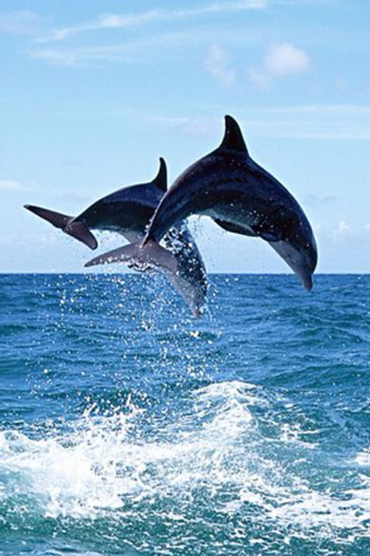 Side: Dolphin Island Boat Tour With Lunch And Soft Drinks - Experience Highlights
