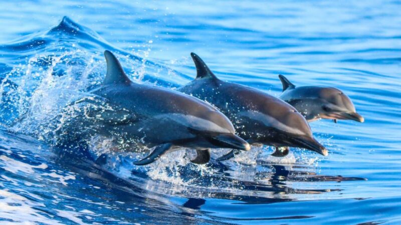 Side: Dolphin Island Boat Trip With Lunch & Unlimited Drinks - Onboard Amenities
