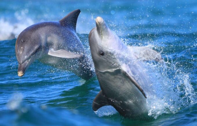 Side: Dolphin Island Boat Trip With Lunch & Unlimited Drinks - Frequently Asked Questions