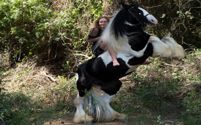 Side: Horse Safari Tour - Customer Feedback