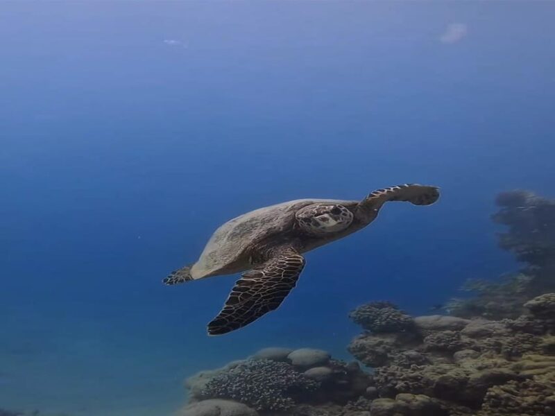 Side or Alanya Scuba Diving Experience - Customer Reviews and Experiences