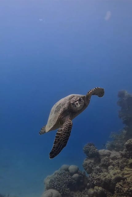 Side or Alanya Scuba Diving Experience - Dive Locations and Highlights
