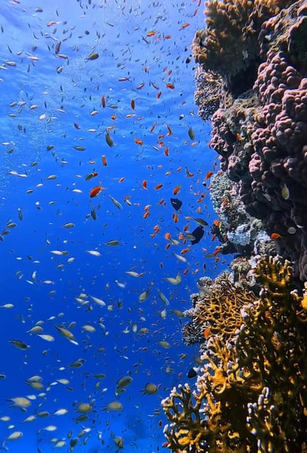Side or Alanya Scuba Diving Experience - Inclusions and Exclusions
