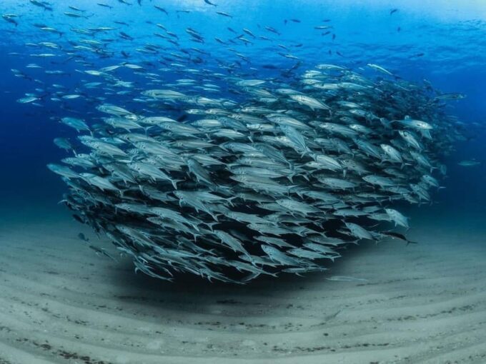 Side or Alanya Scuba Diving Experience - Frequently Asked Questions