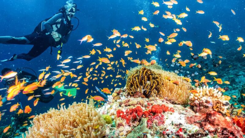 Side: Scuba Diving Tour Journey To The Depths Of The Blue - Key Points