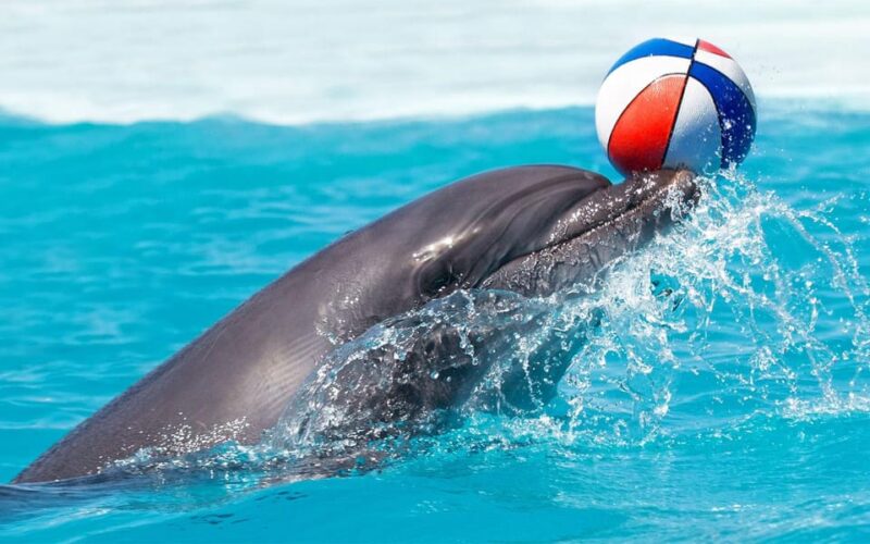 Side/Turks: Alanya Dolphin Show With Hotel Transfer Option - Pricing and Booking