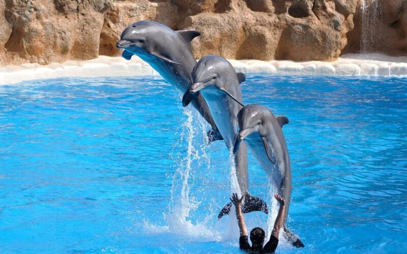 Side/Turks: Alanya Dolphin Show With Hotel Transfer Option - Transportation Details