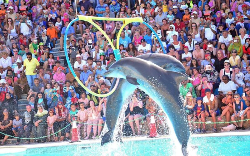 Side/Turks: Alanya Dolphin Show With Hotel Transfer Option - Dolphin Show Highlights