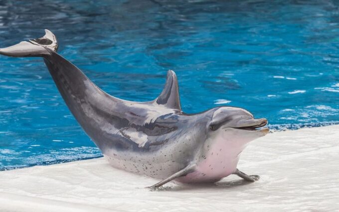 Side/Turks: Alanya Dolphin Show With Hotel Transfer Option - Additional Fees and Charges