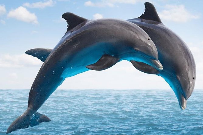 Side:Dolphin Island Boat Trip With Lunch and SwıMıNg Break - Key Points