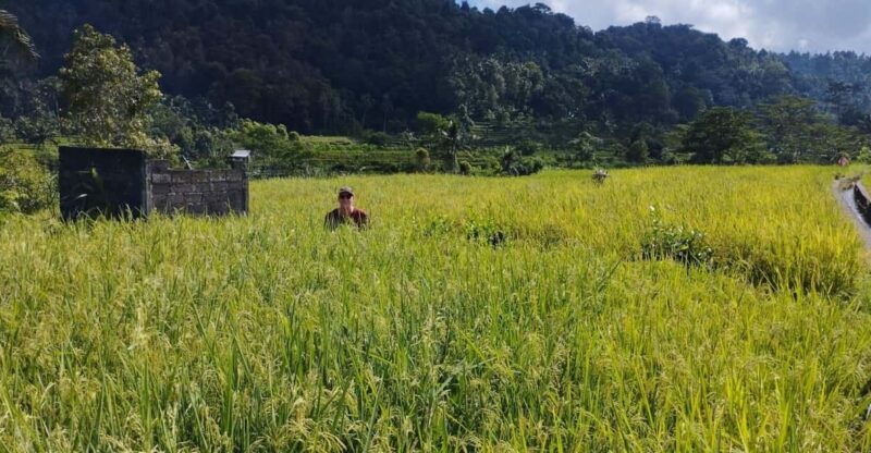 Sidemen Adventures: The Scenic Rice Fields and Village Life - Activity Overview