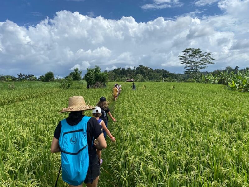 Sidemen: Rice Terraces and Hidden Waterfall - Highlights