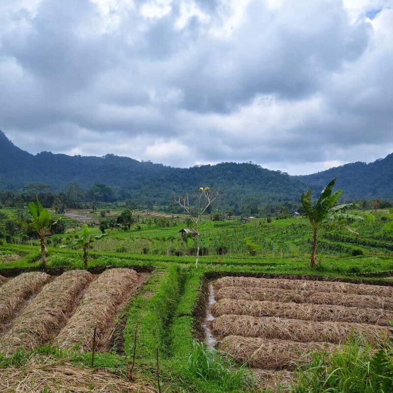 Sidemen: Rice Terraces, Waterfall, & Village Tour - Key Points