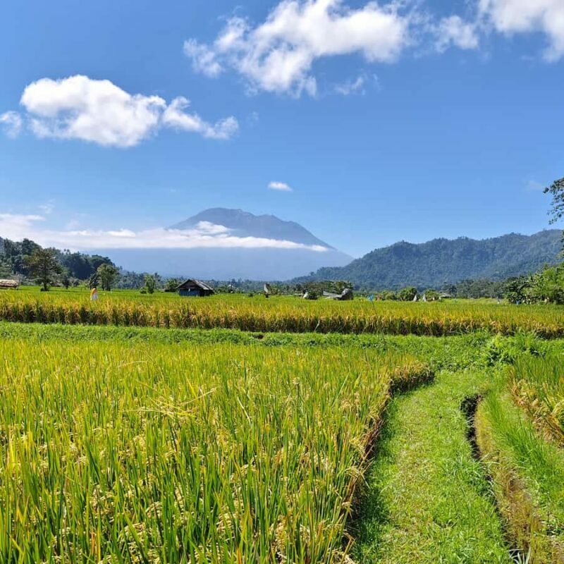 Sidemen: Rice Terraces, Waterfall, & Village Tour - Visiting a Local Coffee Farm