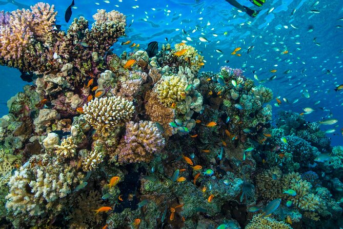 Side:Scuba Diving Experience Underwater Museum Side - Health and Safety Considerations