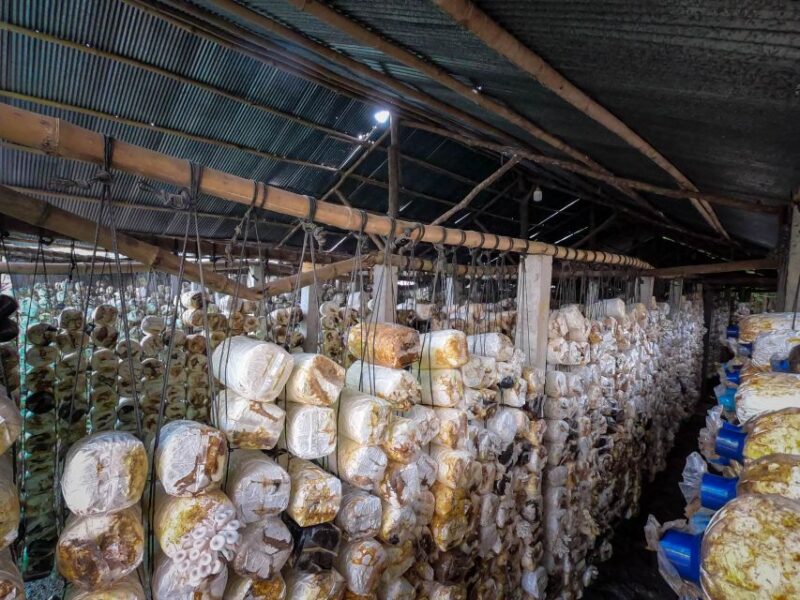 Siem Reap: Afternoon Cooking Class & Village Tour - Tour Guide and Pickup