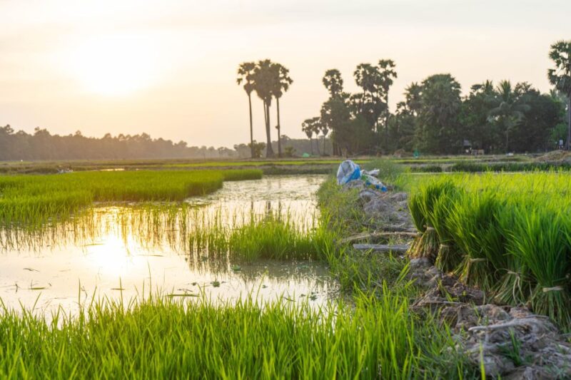 Siem Reap: Afternoon Cooking Class & Village Tour - Cooking Class Highlights