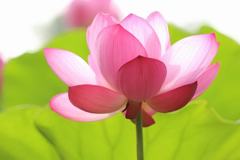 Siem Reap: Angkor Silk Farm & Lotus Silk Farm With Transfers - Customer Feedback