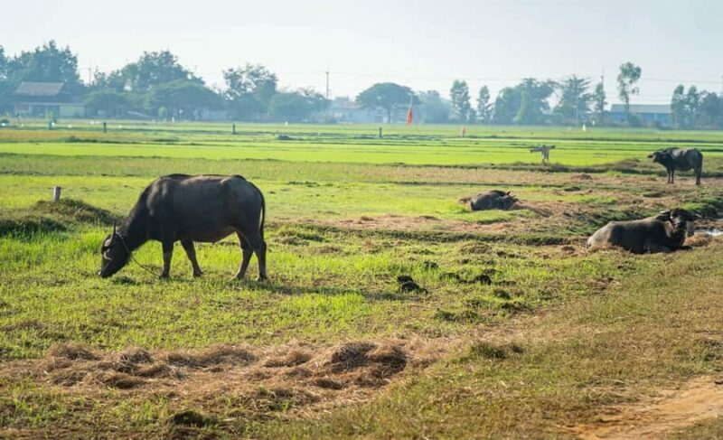 Siem Reap: Countryside Bike Tour - Farms, Temples & Snacks - Key Points