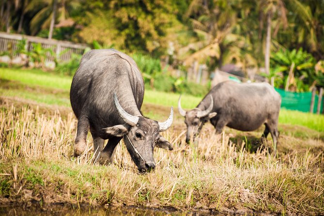 Siem Reap Countryside Guided Tour With E-Bike and Non E-Bike - Inclusions