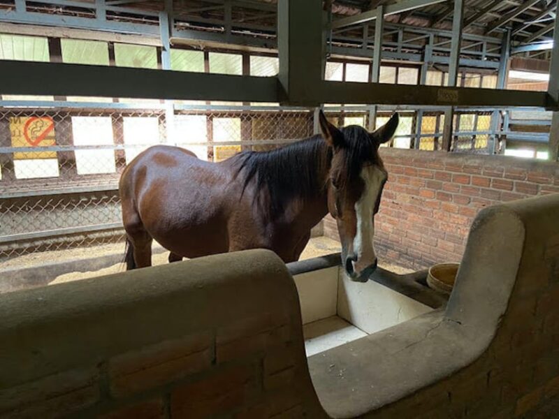 Siem Reap Happy Horse Riding Free Pick-up & Drop-off - Important Information