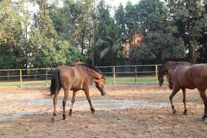 Siem Reap Happy Horse Riding Free Pick-up & Drop-off - Location and Accessibility