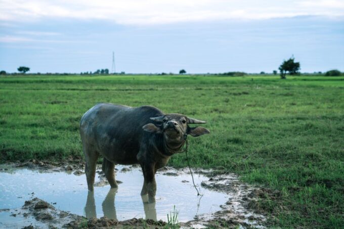 Siem Reap: Khmer Village and Crocodile Farm ATV Tour - Frequently Asked Questions