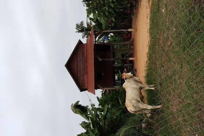 Siem Reap Kids Tour - Reviews and Feedback