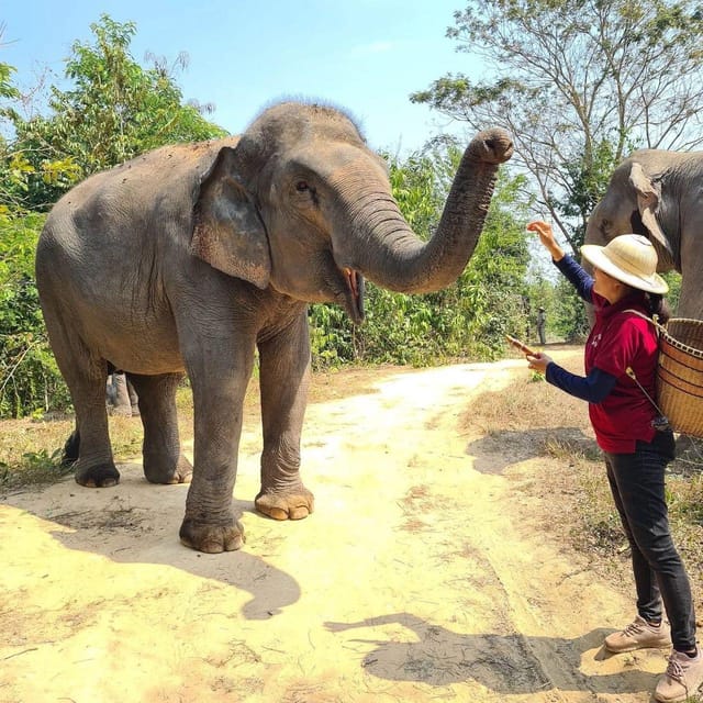 Siem Reap: Kulen Elephant Forest Hotel Pickup and Drop off - Itinerary