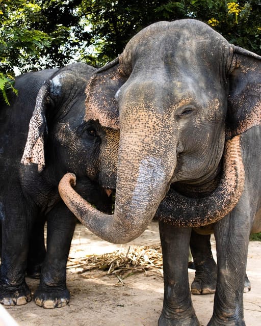 Siem Reap: Kulen Elephant Forest Hotel Pickup and Drop off - Frequently Asked Questions