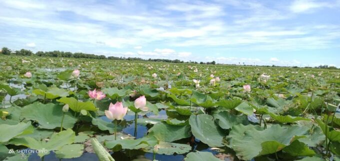 Siem Reap: Lotus Silk Farm Boat Ride & 3 DIY Crafts - Refreshments: Lotus Tea and Biscuits