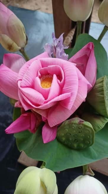 Siem Reap: Lotus Silk Farm - Guided Visit & 3 Craft Workshop - Key Points