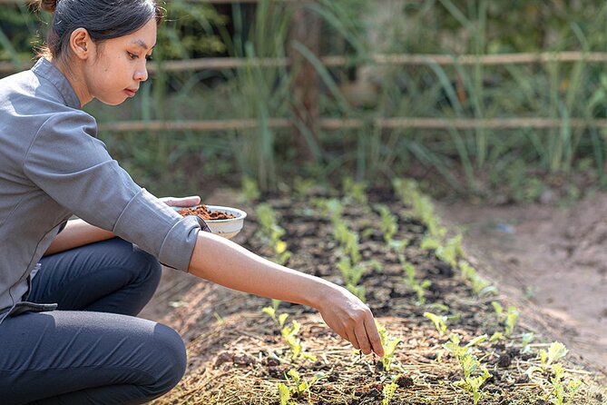 Siem Reap Morning Culinary & Culture Tour - (Vego Also Available) - Cultural Immersion