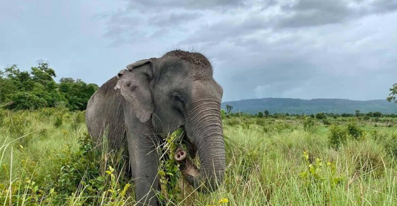 Siem Reap: Small Group Tour of Kulen Elephant Forest - Good To Know