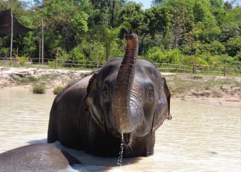 Siem Reap: Small Group Tour of Kulen Elephant Forest - Whats Included