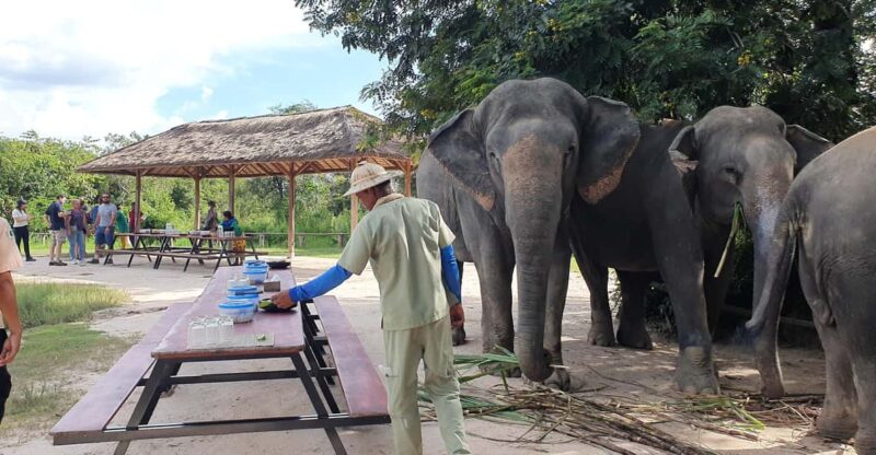 Siem Reap: Small Group Tour of Kulen Elephant Forest - Good To Know