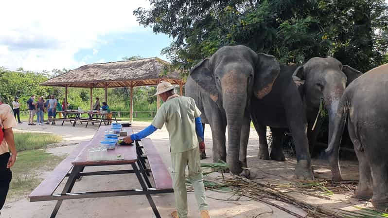 Siem Reap: Small Group Tour of Kulen Elephant Forest - Experience Overview