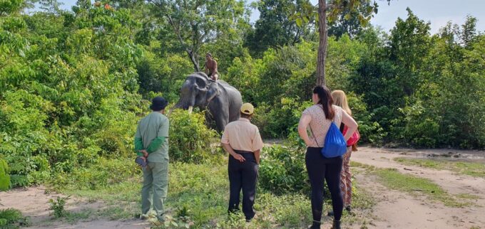Siem Reap: Small Group Tour of Kulen Elephant Forest - Pickup and Drop-off Options