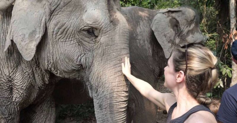 Siem Reap: Small Group Tour of Kulen Elephant Forest - Good To Know