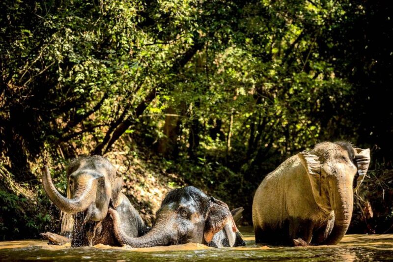 Siem Reap: Small Group Tour of Kulen Elephant Forest - Experience Highlights