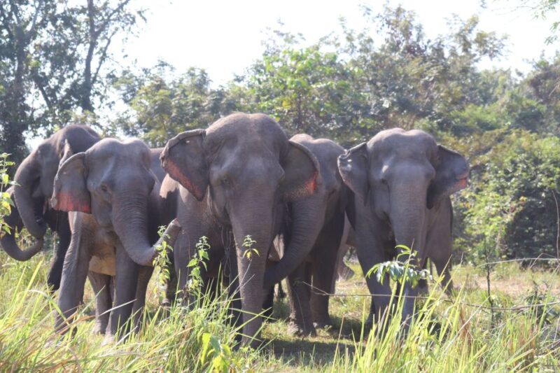 Siem Reap: Small Group Tour of Kulen Elephant Forest - Customer Reviews