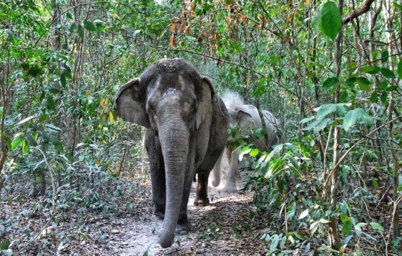 Siem Reap: Small Group Tour of Kulen Elephant Forest - Important Information