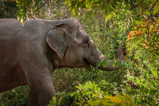 Siem Reap: Small Group Tour of Kulen Elephant Forest - Frequently Asked Questions